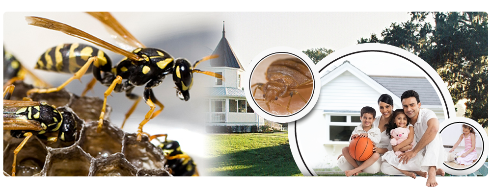 ant pest control service in ahmedabad