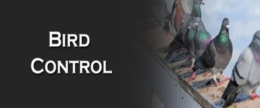 bird control service in gujrat