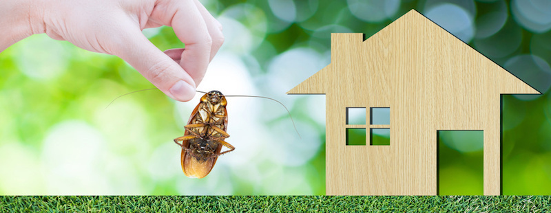 termites pest control services in Gujarat